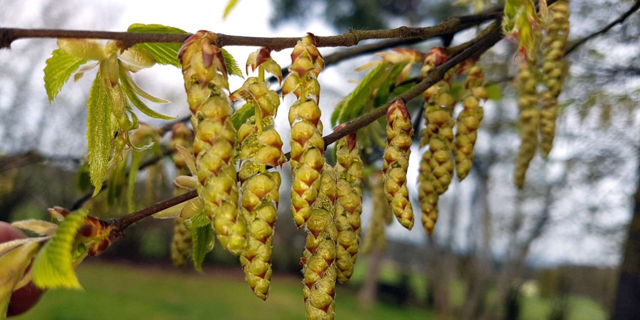 Hornbeam Bach Flower: Awakening Energy and Motivation