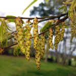 Hornbeam Bach Flower: Awakening Energy and Motivation