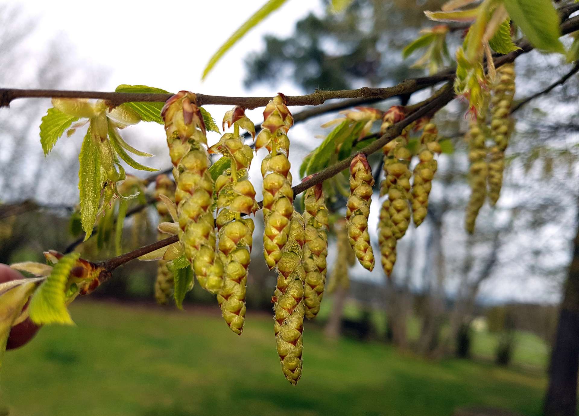 Hornbeam Bach Flower: Awakening Energy and Motivation