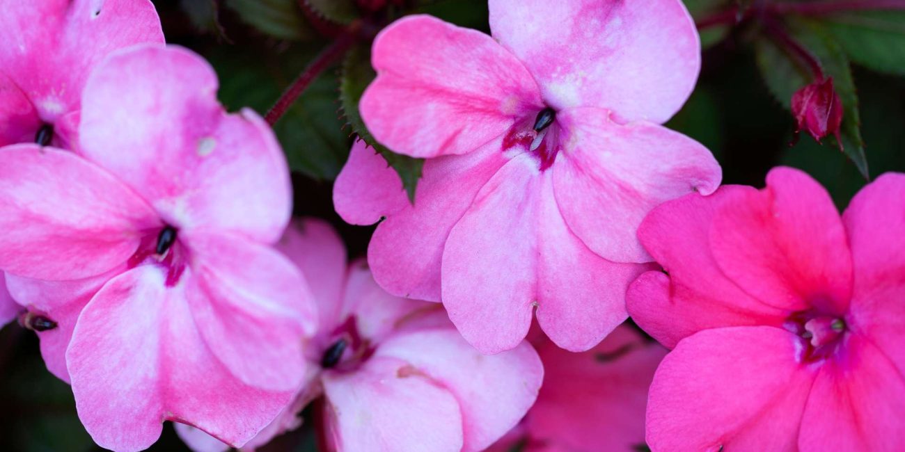 Impatiens Bach Flower: Softening Urgency with Patience
