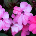 Impatiens Bach Flower: Softening Urgency with Patience