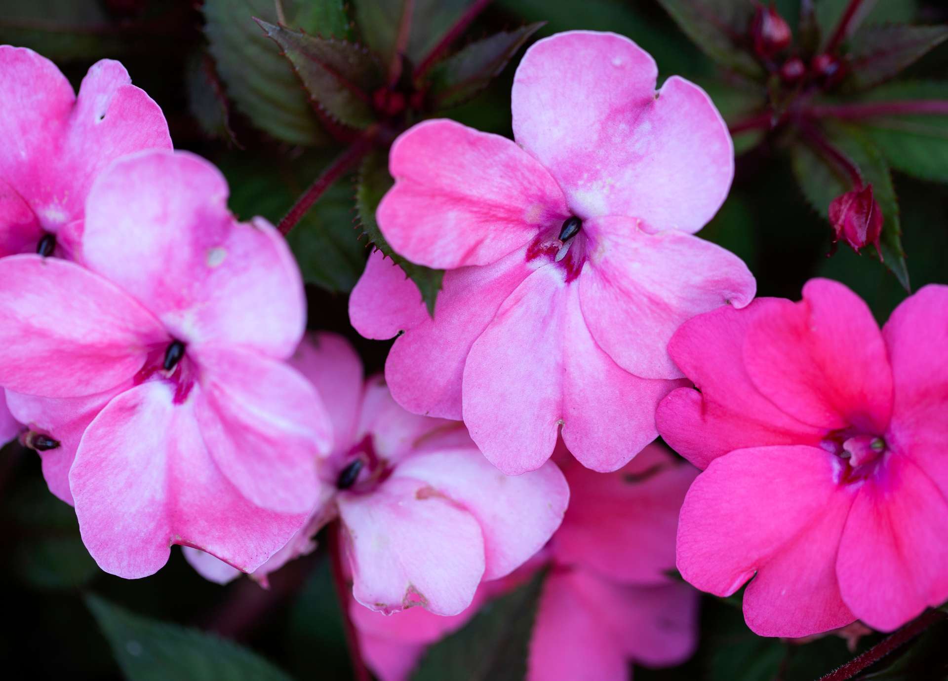 Impatiens Bach Flower: Softening Urgency with Patience