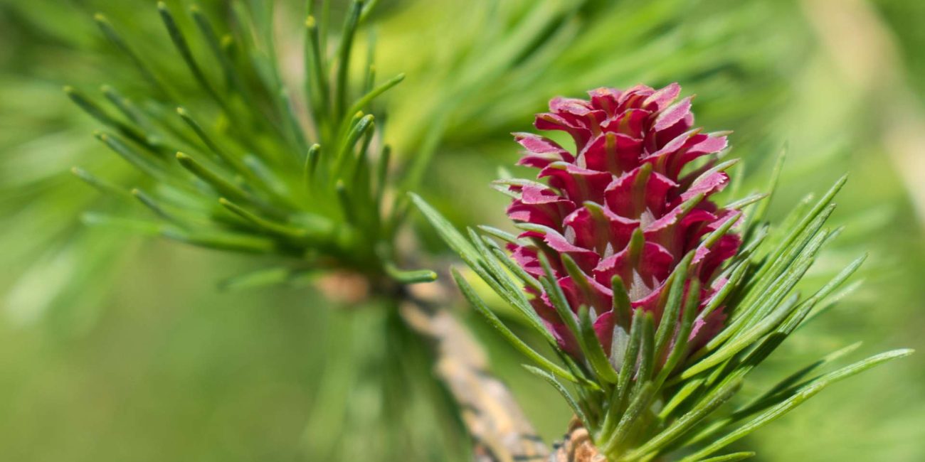 Larch Bach Flower: Rooting Into Confidence and Self-Belief