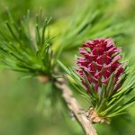 Larch Bach Flower: Rooting Into Confidence and Self-Belief