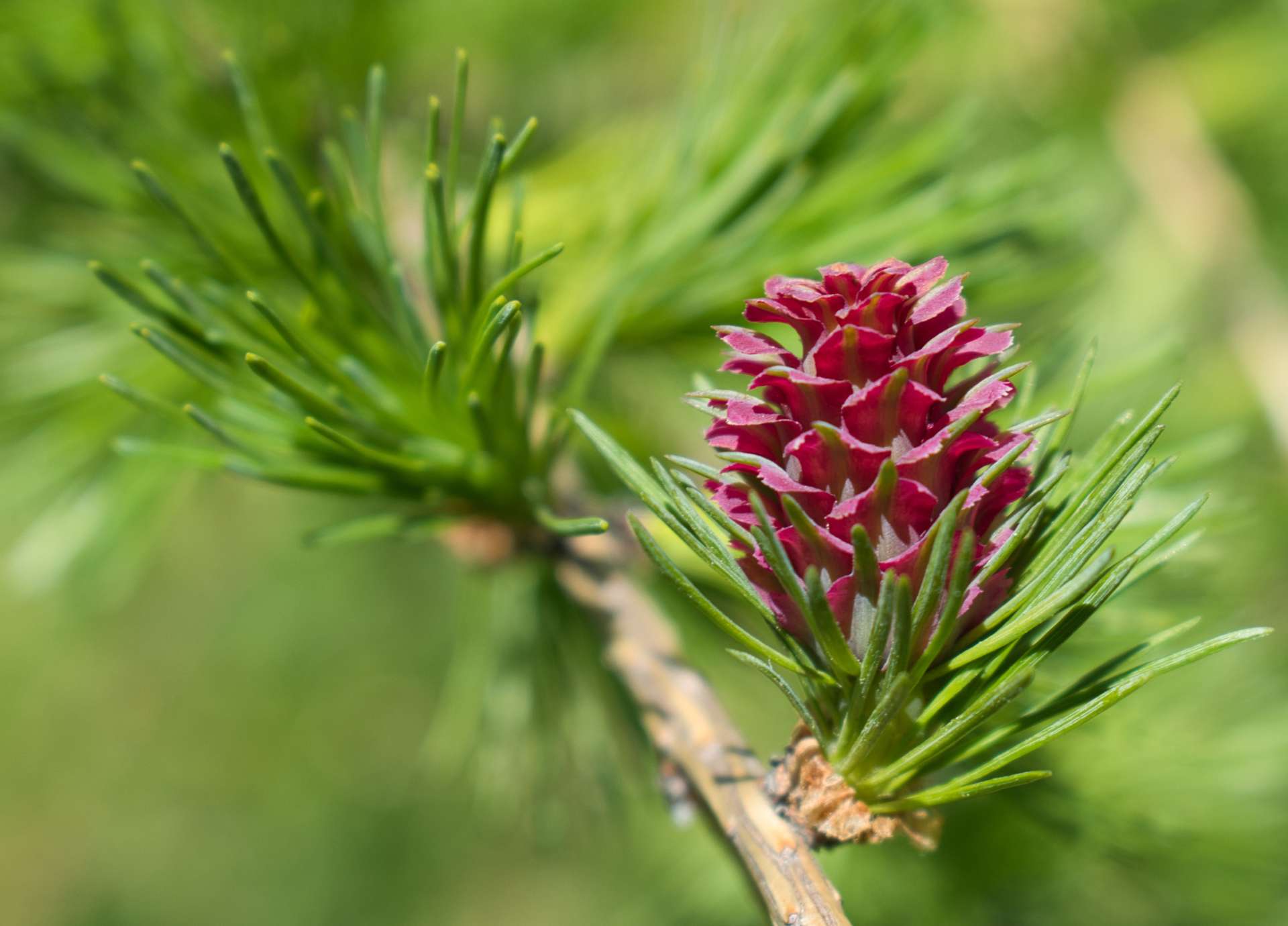 Larch Bach Flower: Rooting Into Confidence and Self-Belief