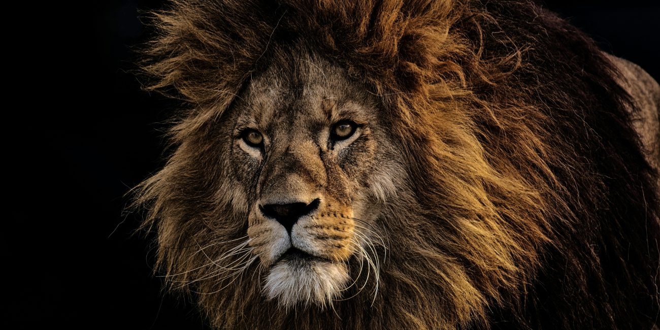 Leo in the Houses: Your Fire in the Twelve Realms
