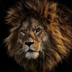 Leo in the Houses: Your Fire in the Twelve Realms