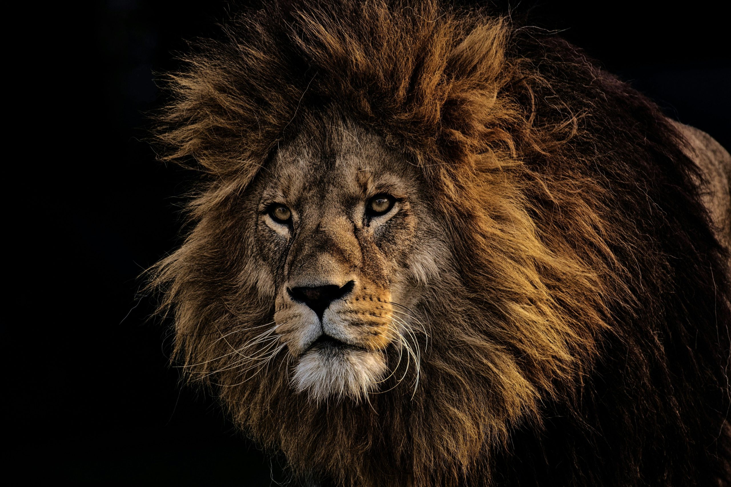 Leo in the Houses: Your Fire in the Twelve Realms