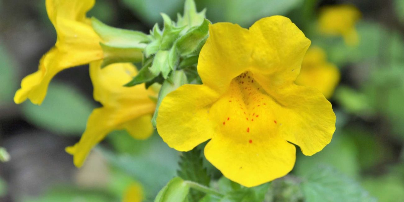 Mimulus Bach Flower: Transforming Fear into Quiet Courage