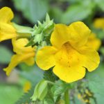 Mimulus Bach Flower: Transforming Fear into Quiet Courage