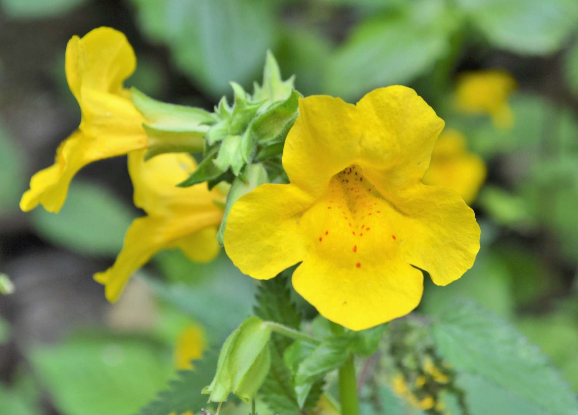 Mimulus Bach Flower: Transforming Fear into Quiet Courage