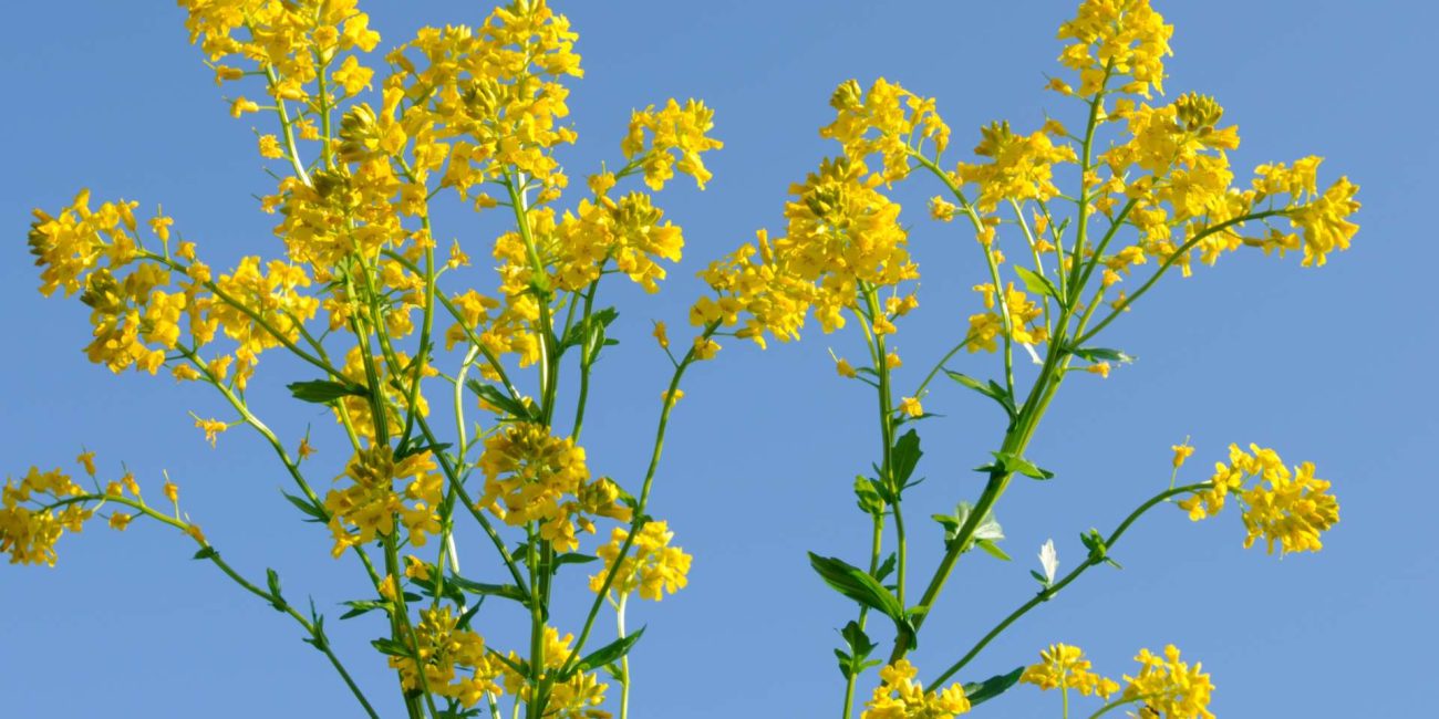 Mustard Bach Flower: Lifting the Veil of Unexplained Sadness
