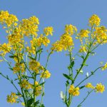 Mustard Bach Flower: Lifting the Veil of Unexplained Sadness
