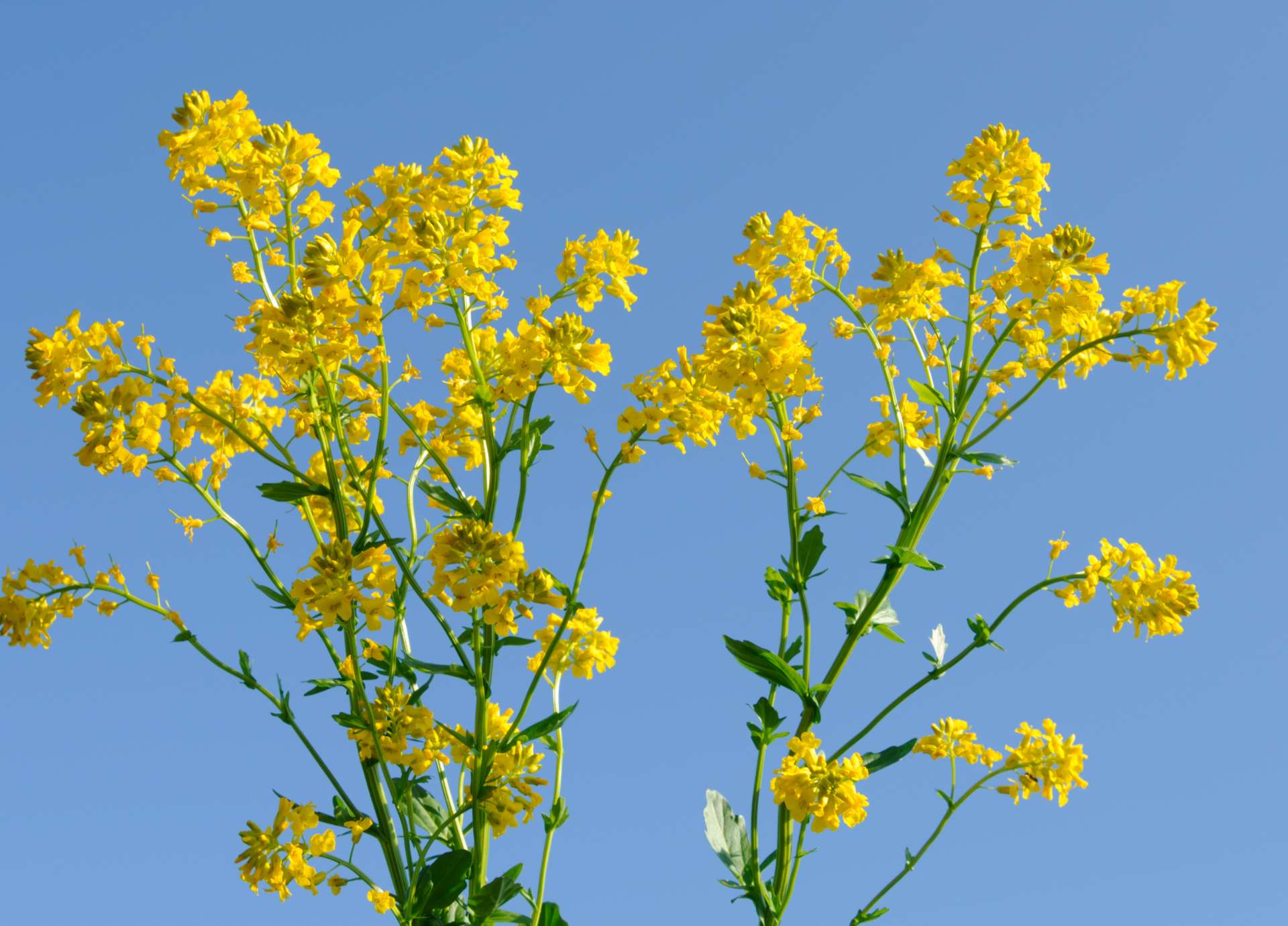 Mustard Bach Flower: Lifting the Veil of Unexplained Sadness