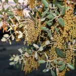 Oak Bach Flower: Strength in Stillness and Rest