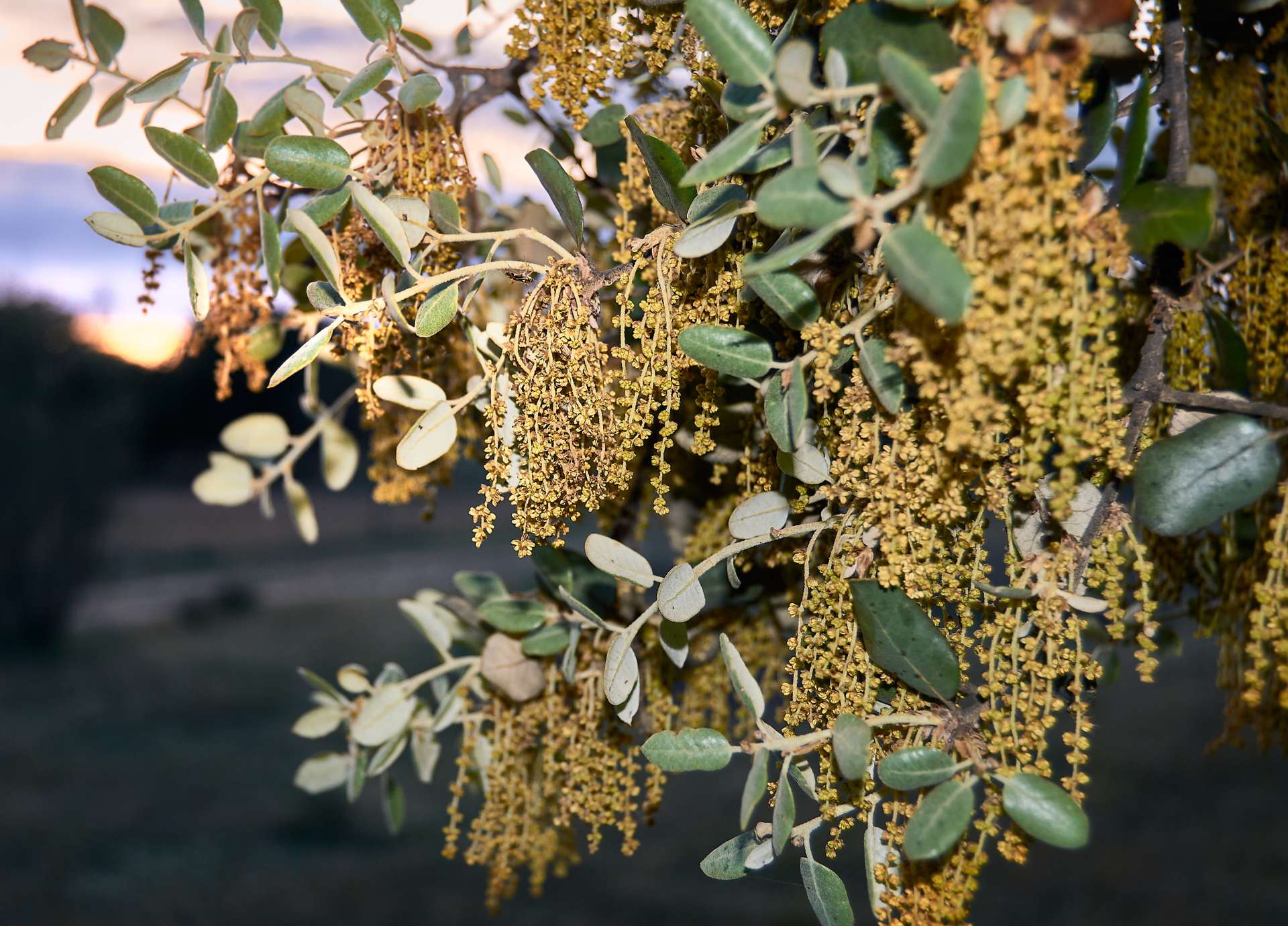 Oak Bach Flower: Strength in Stillness and Rest