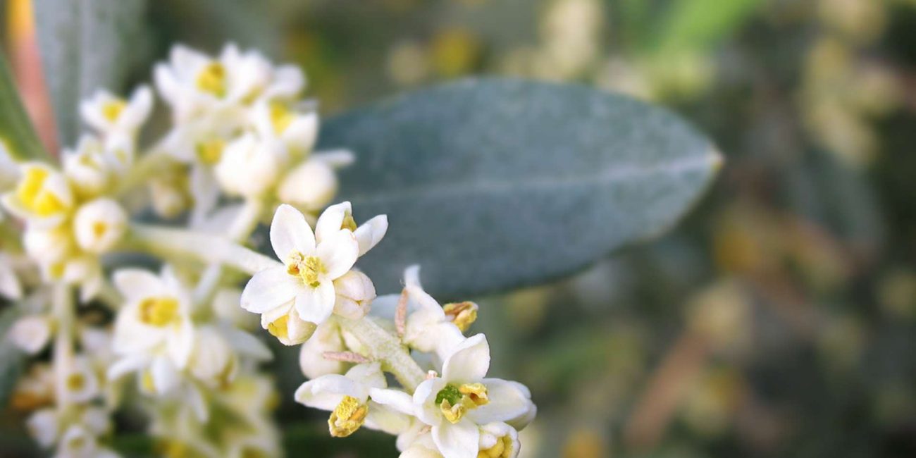 Olive Bach Flower: Deep Restoration for Body, Mind, and Spirit