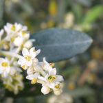 Olive Bach Flower: Deep Restoration for Body, Mind, and Spirit
