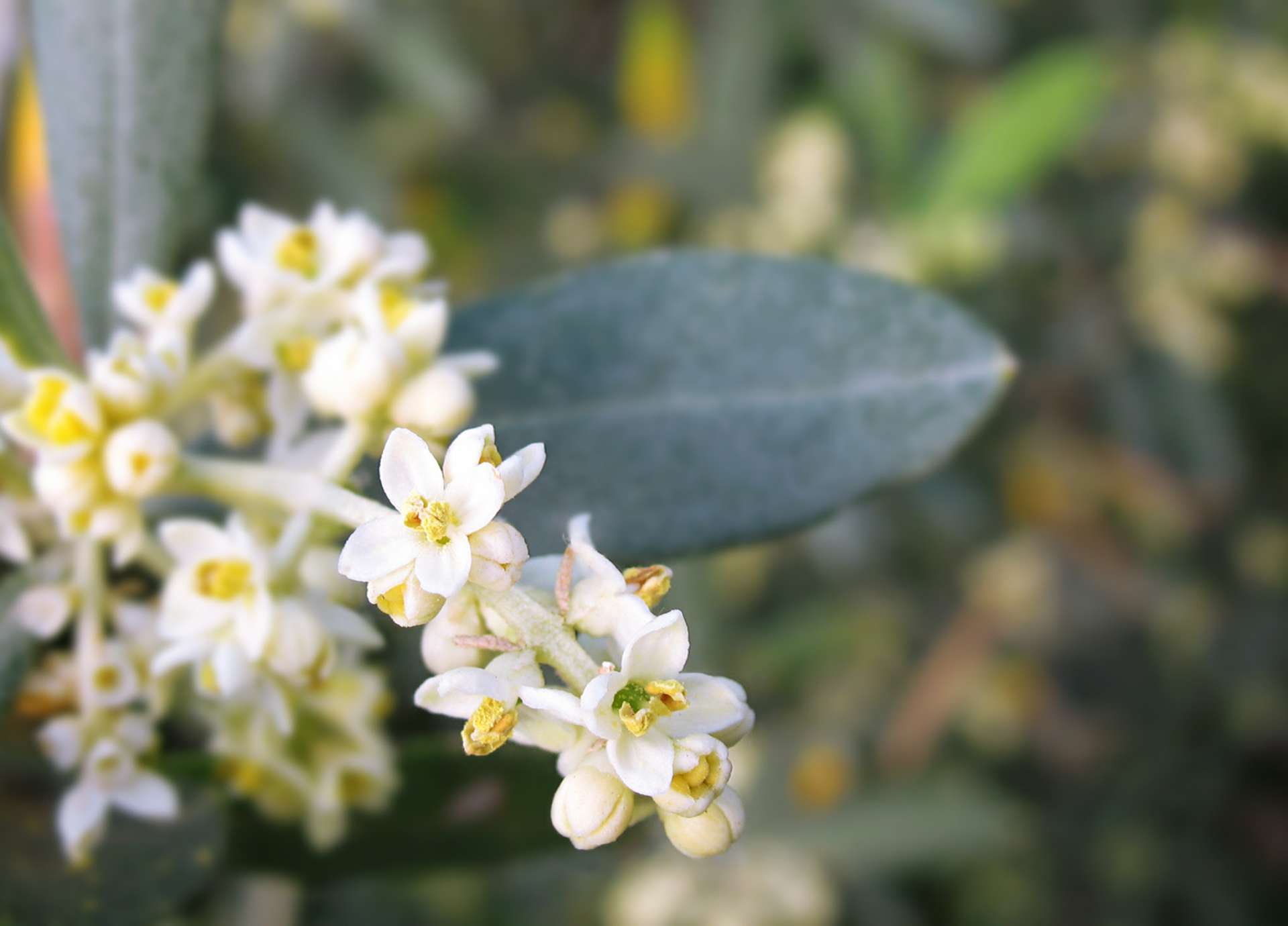 Olive Bach Flower: Deep Restoration for Body, Mind, and Spirit