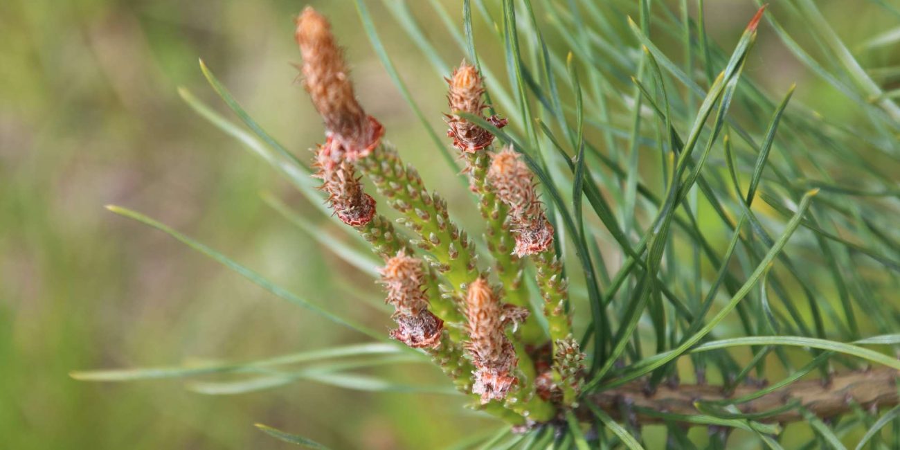 Pine Bach Flower: Releasing Guilt and Embracing Self-Forgiveness