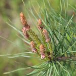 Pine Bach Flower: Releasing Guilt and Embracing Self-Forgiveness