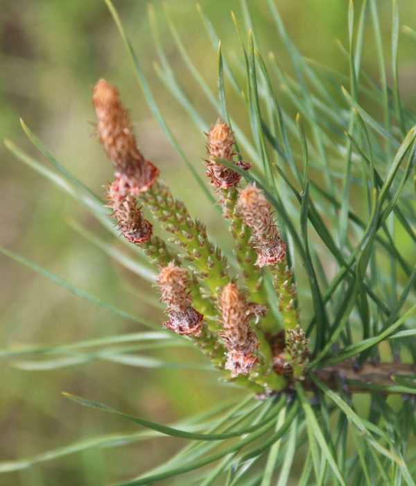 Pine Bach Flower: Releasing Guilt and Embracing Self-Forgiveness