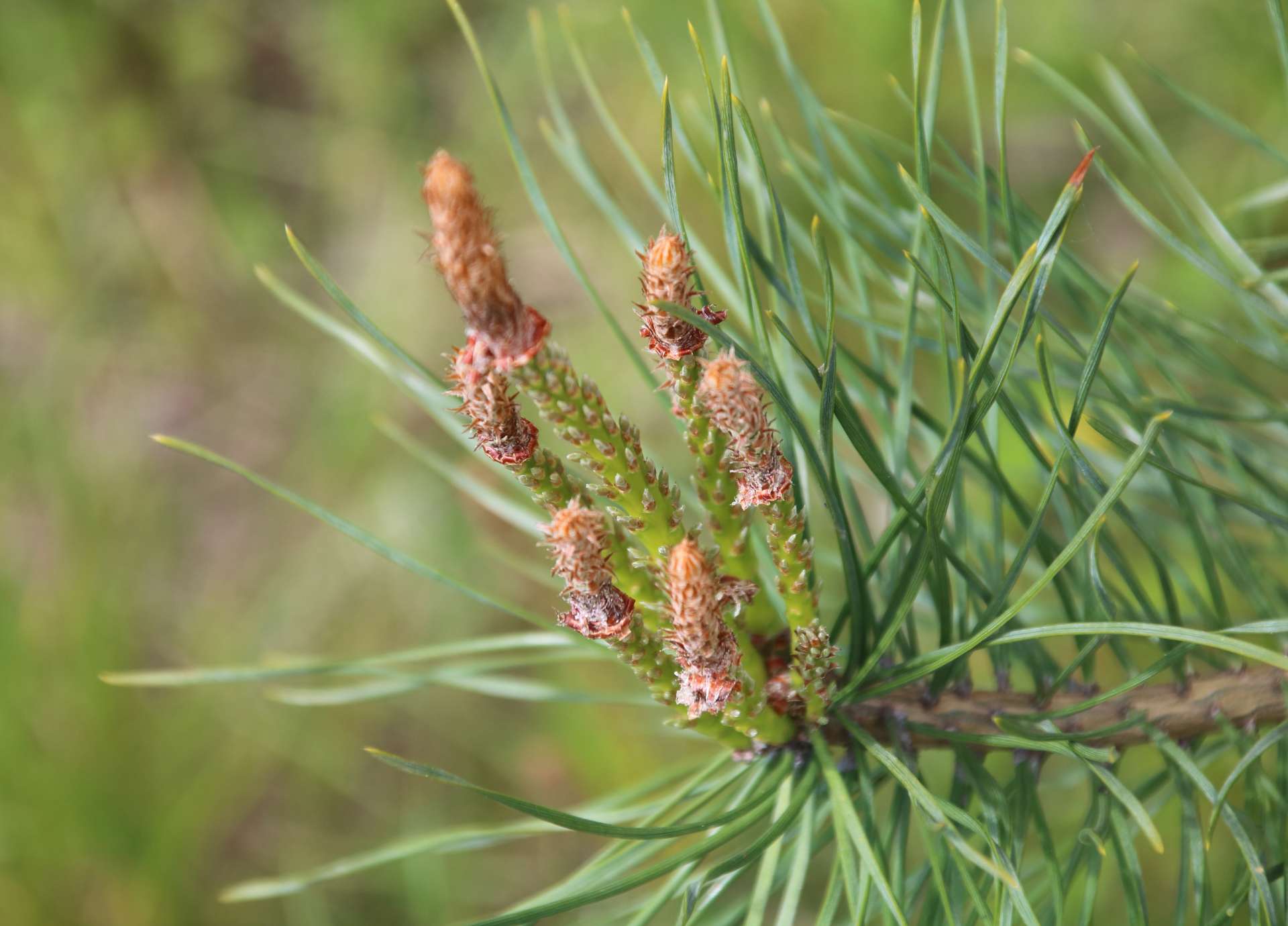 Pine Bach Flower: Releasing Guilt and Embracing Self-Forgiveness