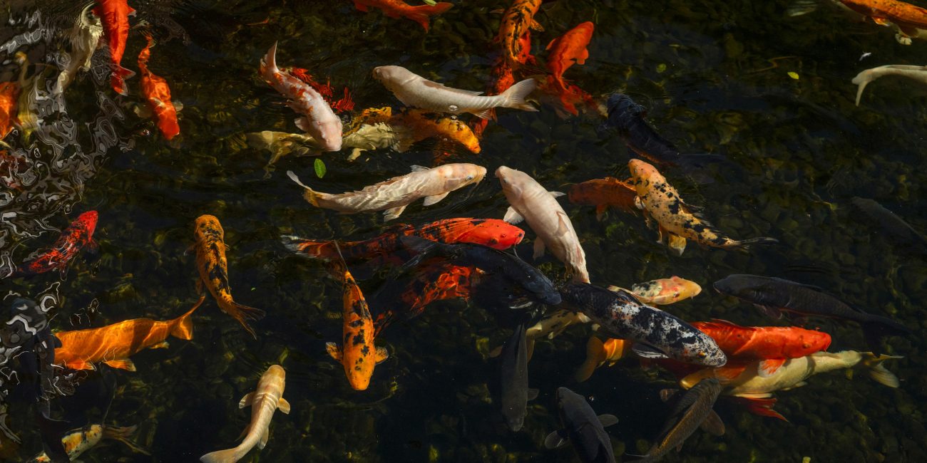 Pisces in the Houses: Your Water in the Twelve Realms