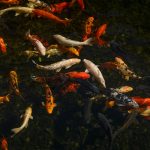 Pisces in the Houses: Your Water in the Twelve Realms