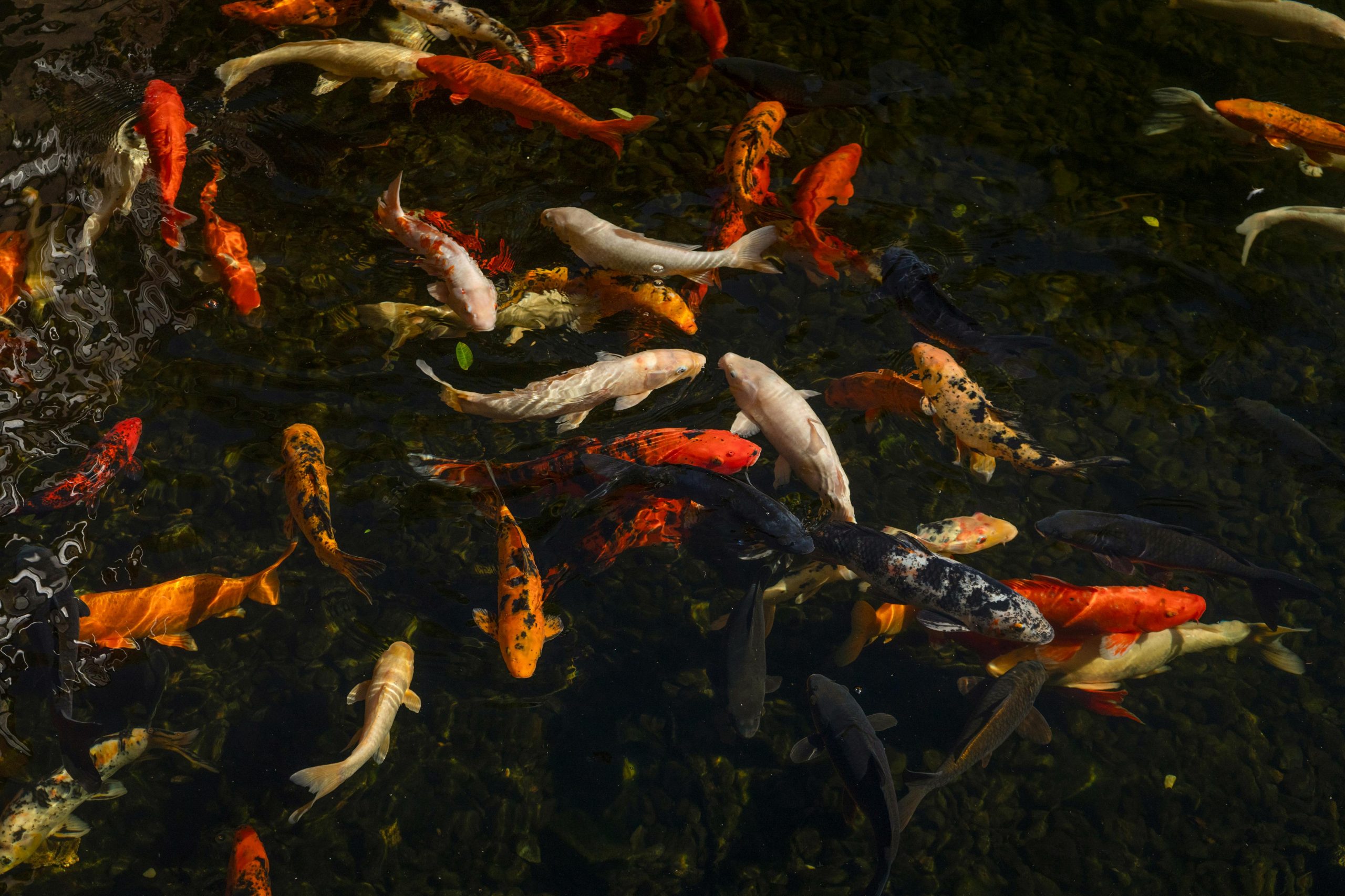 Pisces in the Houses: Your Water in the Twelve Realms
