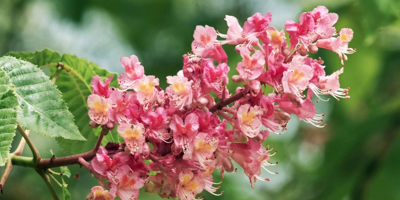 Red Chestnut Bach Flower: Trusting Life and Releasing Over-Worry for Loved Ones