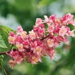 Red Chestnut Bach Flower: Trusting Life and Releasing Over-Worry for Loved Ones