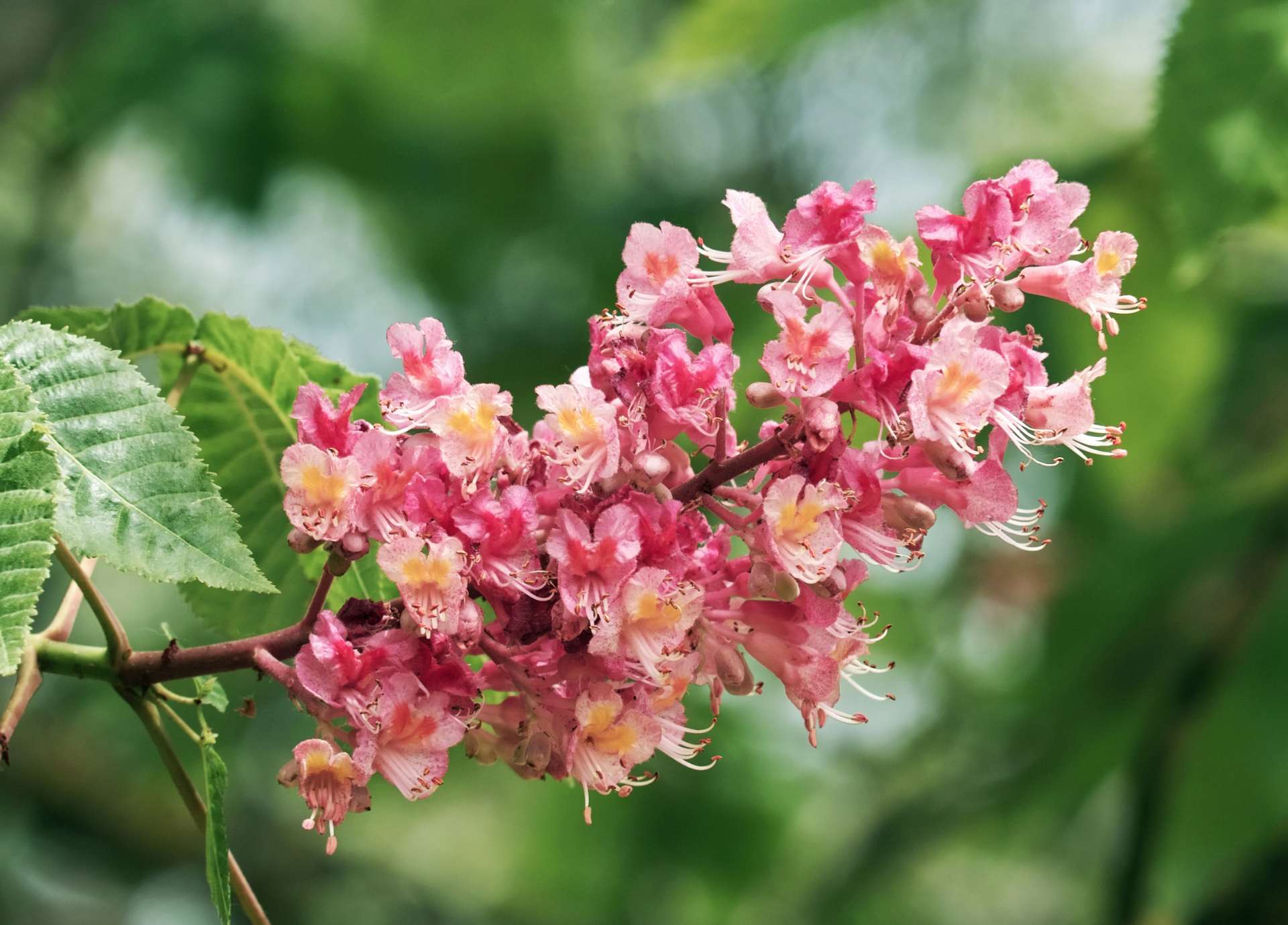 Red Chestnut Bach Flower: Trusting Life and Releasing Over-Worry for Loved Ones