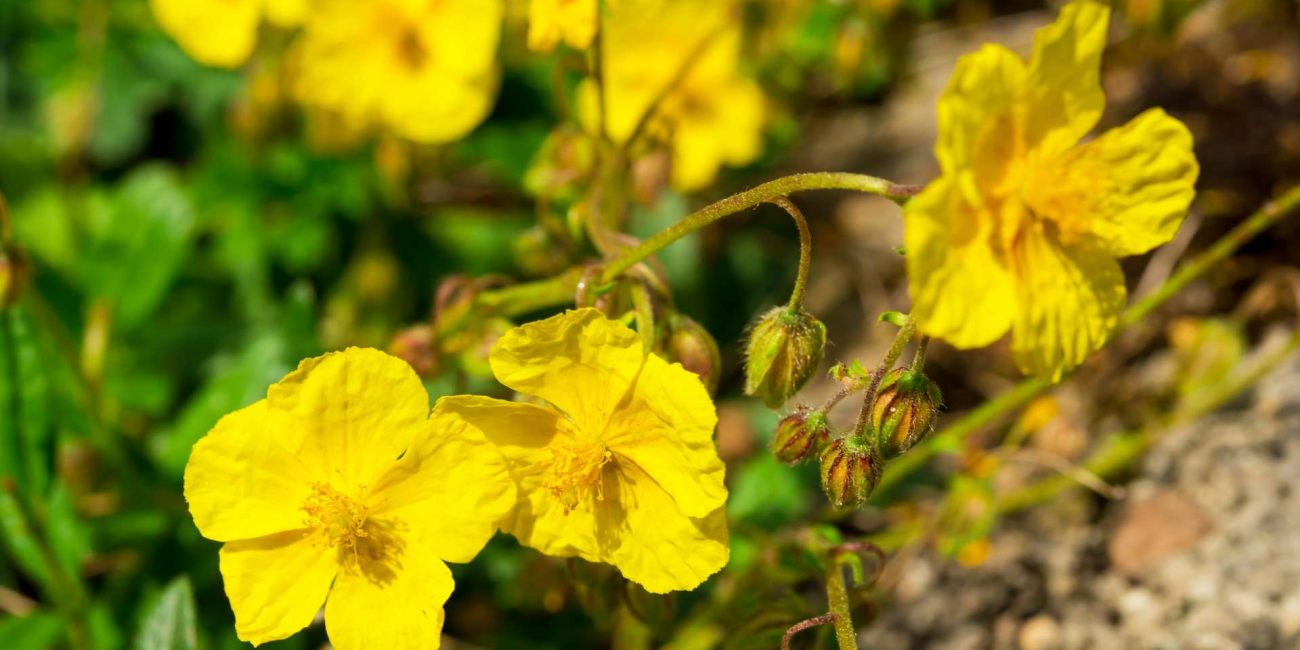 Rock Rose Bach Flower: From Terror to Courage in Moments of Crisis