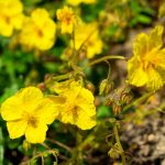 Rock Rose Bach Flower: From Terror to Courage in Moments of Crisis