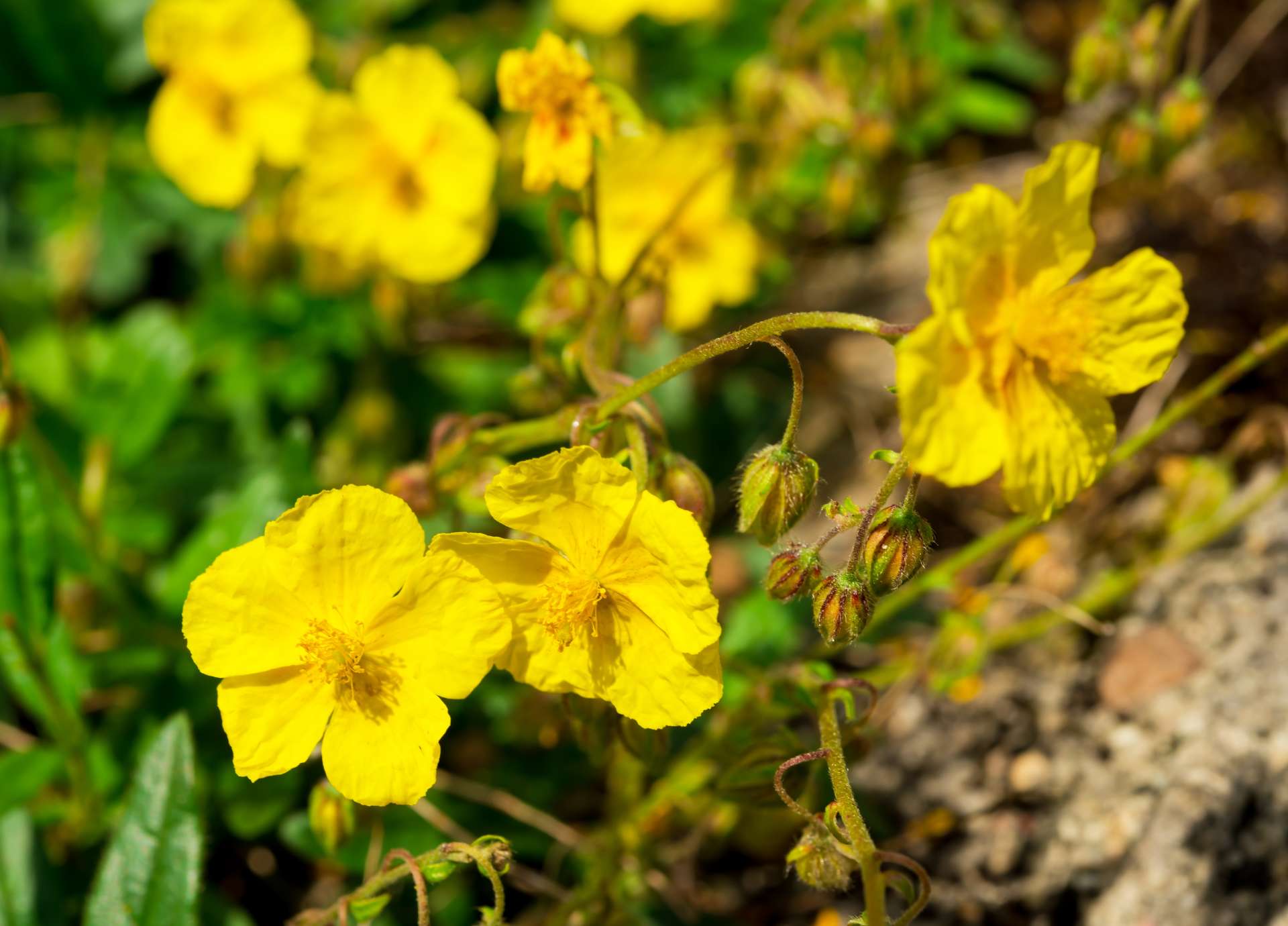 Rock Rose Bach Flower: From Terror to Courage in Moments of Crisis