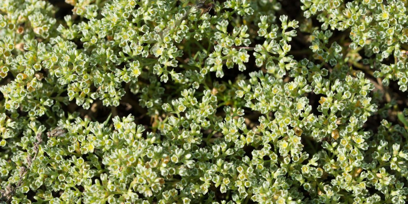 Scleranthus Bach Flower: Finding Balance in Times of Indecision
