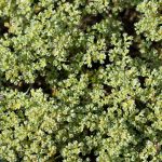 Scleranthus Bach Flower: Finding Balance in Times of Indecision
