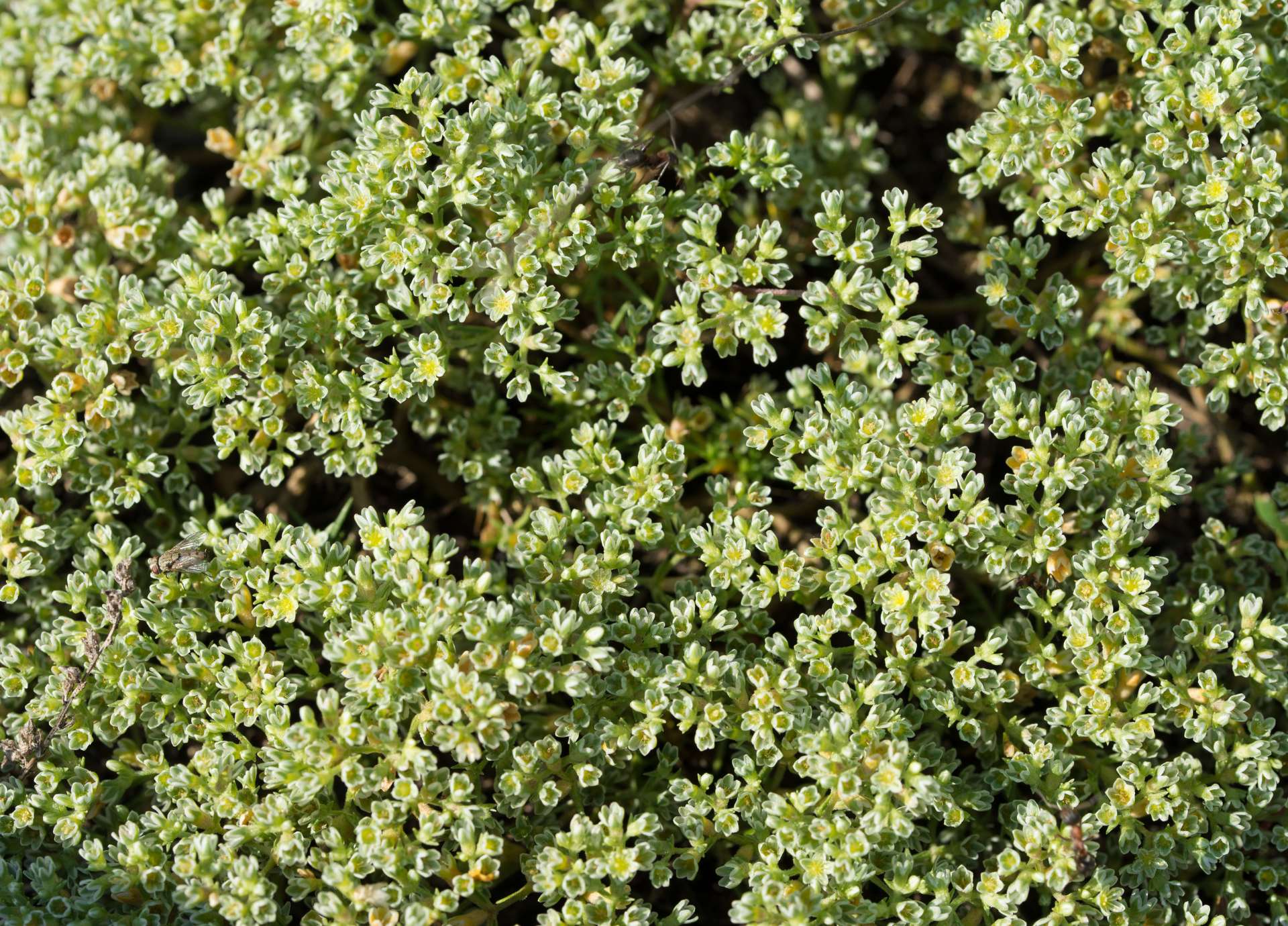 Scleranthus Bach Flower: Finding Balance in Times of Indecision