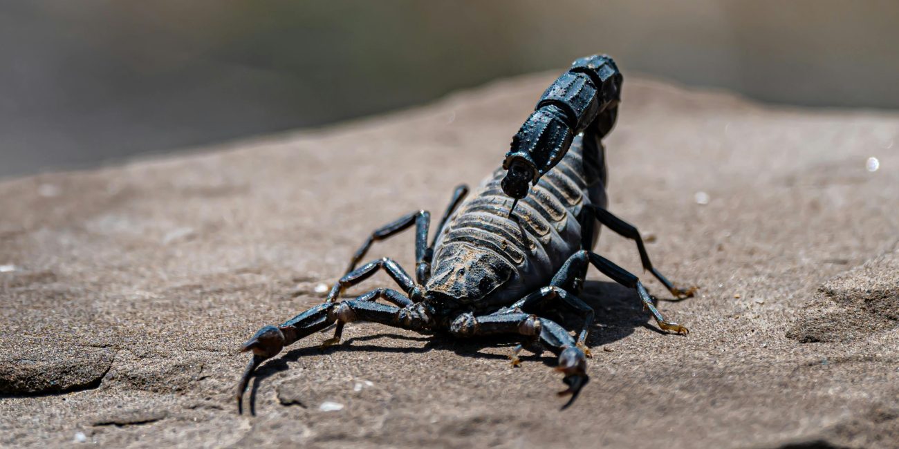 Scorpio in the Houses: Your Water in the Twelve Realms