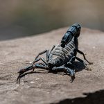 Scorpio in the Houses: Your Water in the Twelve Realms