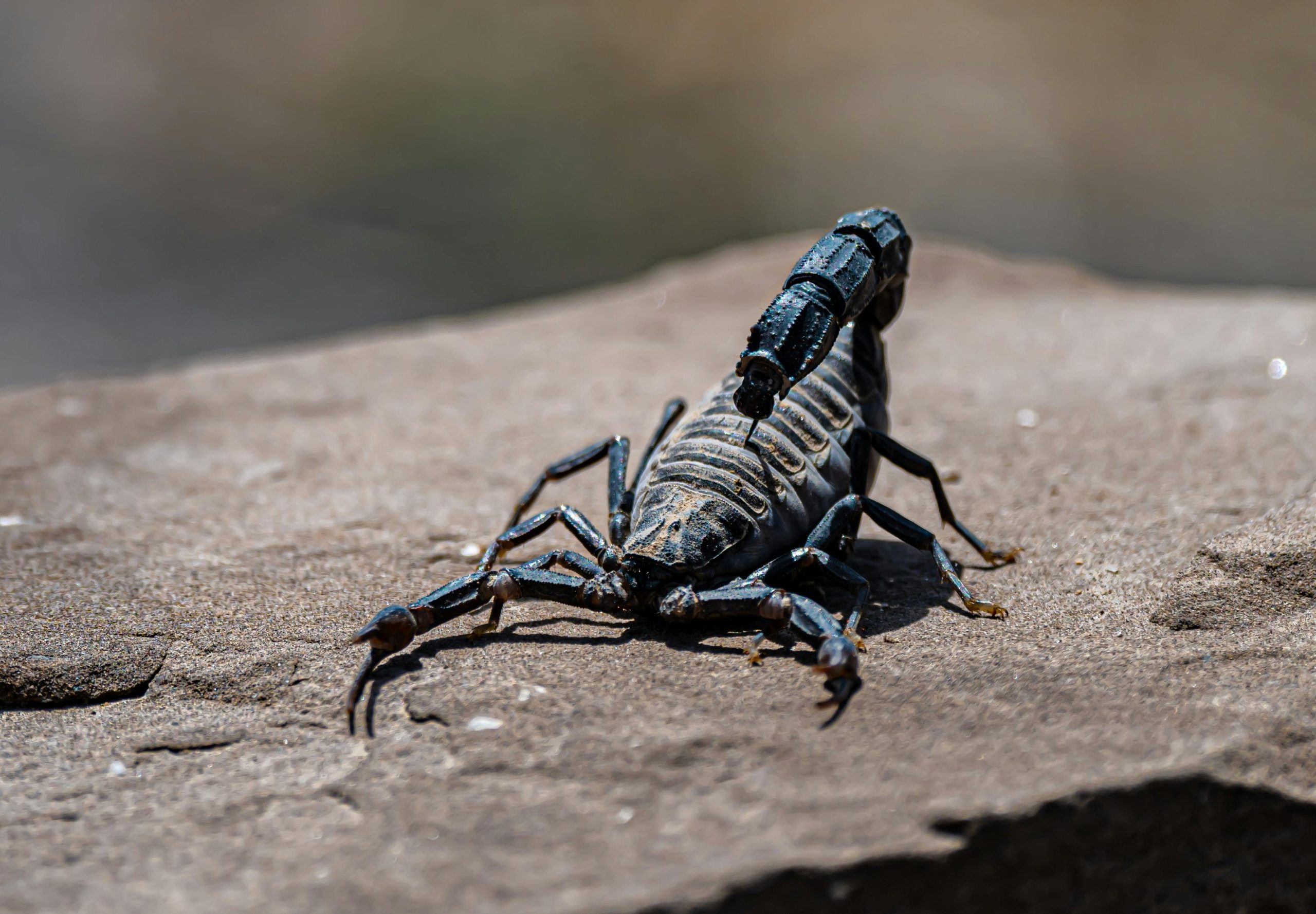 Scorpio in the Houses: Your Water in the Twelve Realms