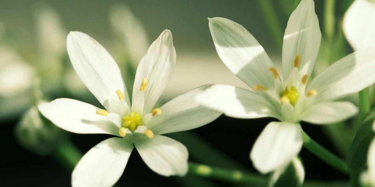 Star of Bethlehem Bach Flower: Healing Shock, Trauma, and Soul Wounds