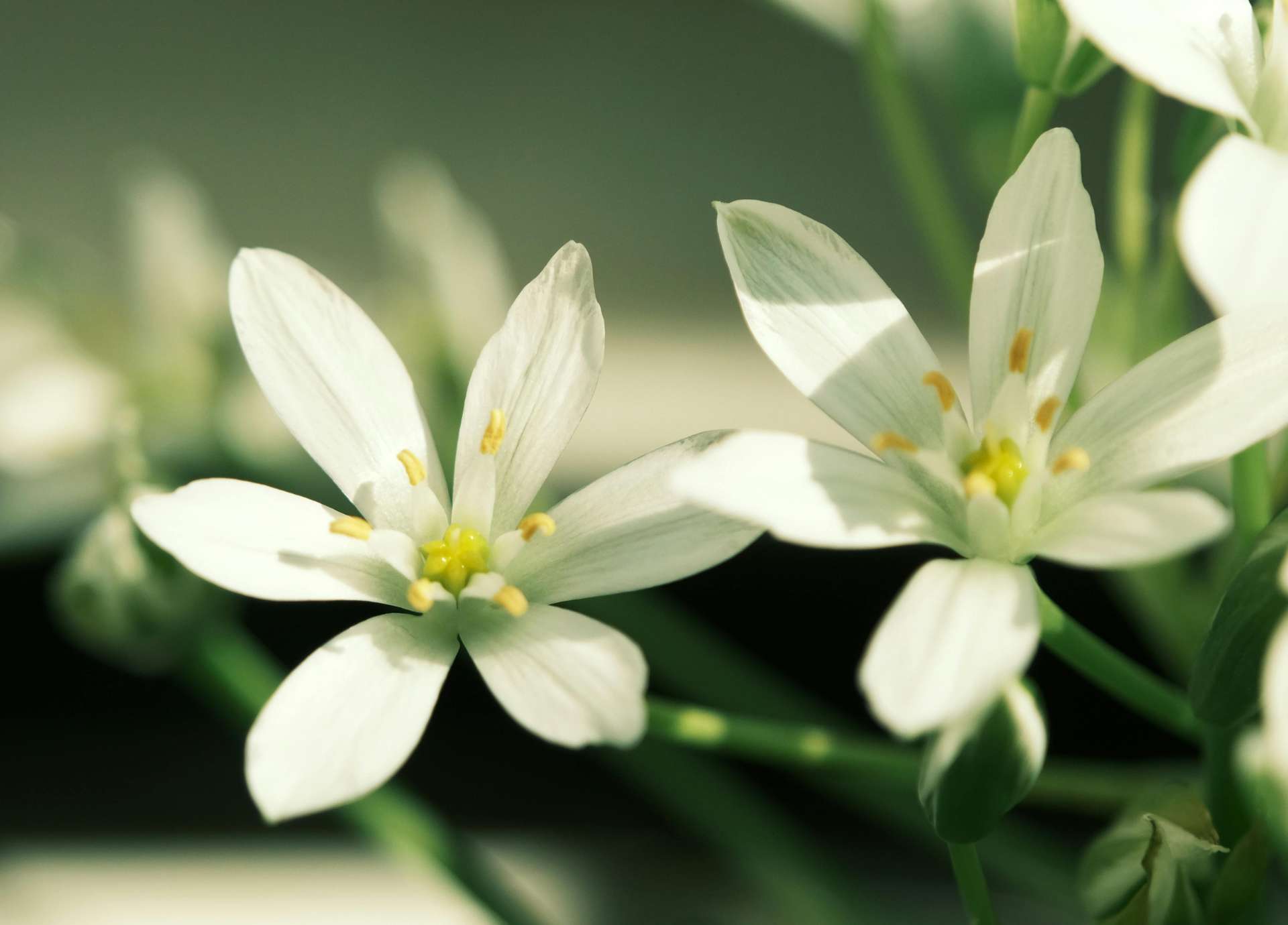Star of Bethlehem Bach Flower: Healing Shock, Trauma, and Soul Wounds