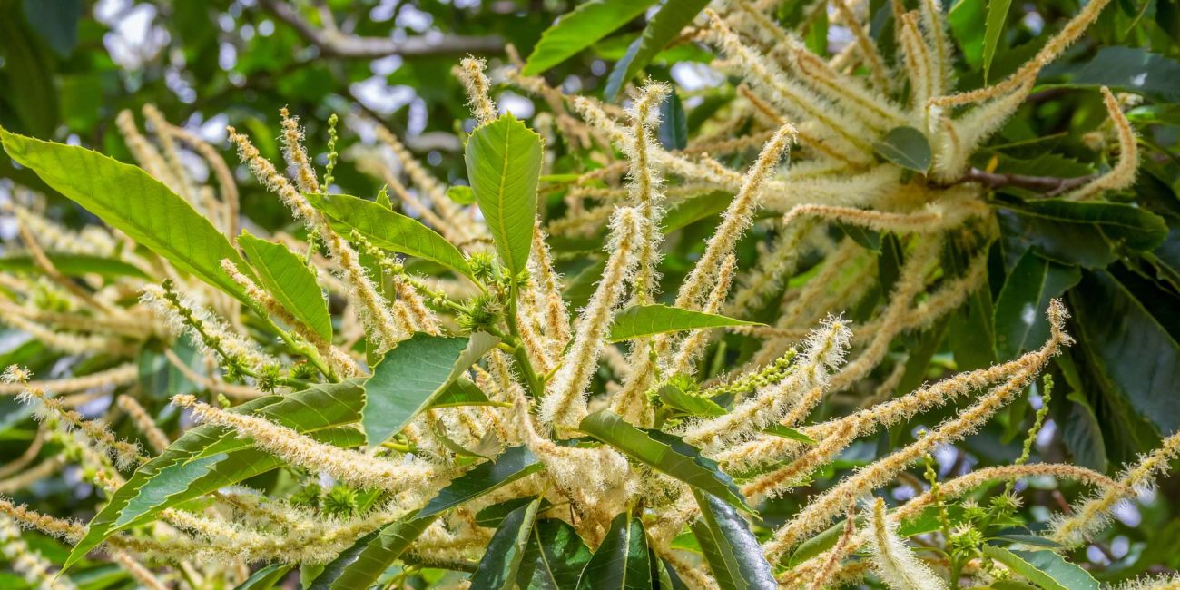 Sweet Chestnut Bach Flower: Light in the Dark Night of the Soul