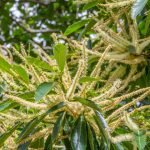 Sweet Chestnut Bach Flower: Light in the Dark Night of the Soul