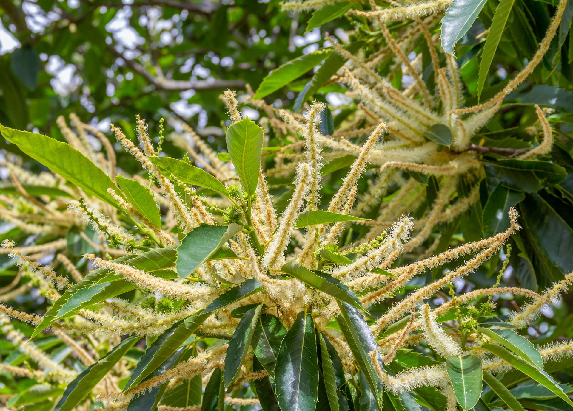 Sweet Chestnut Bach Flower: Light in the Dark Night of the Soul