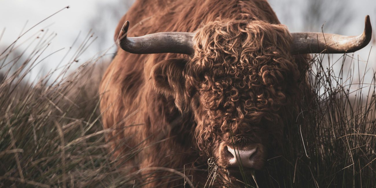 Taurus in the Houses: Your Earth in the Twelve Realms