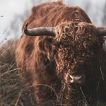 Taurus in the Houses: Your Earth in the Twelve Realms