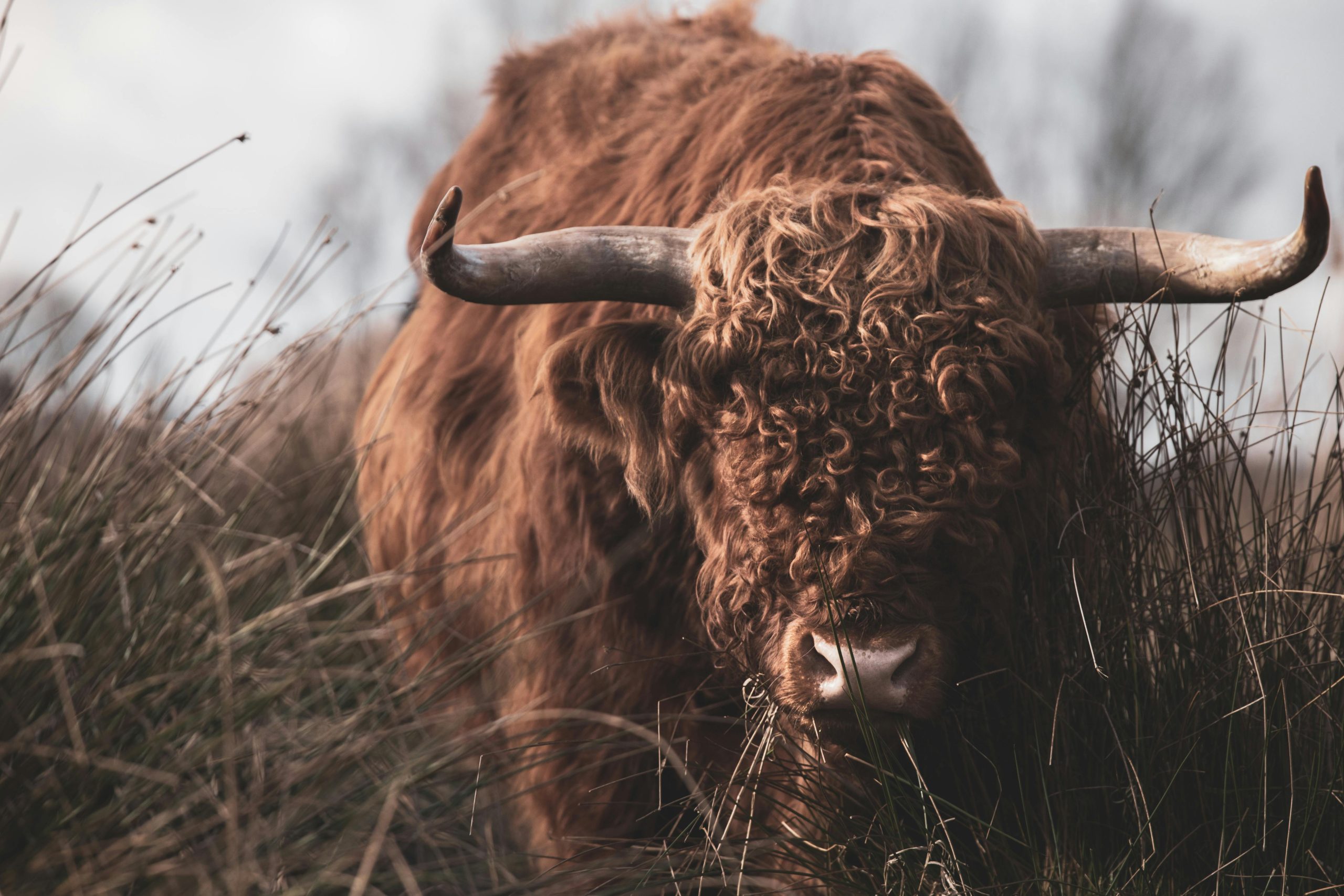 Taurus in the Houses: Your Earth in the Twelve Realms